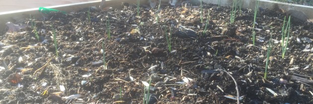 Not yet you silly lilies!