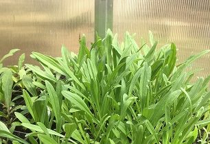 Flowers: From  seed to seedlings