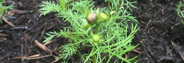 Seedlings are all in the ground