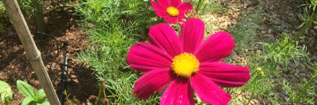 Flowers are growing fast